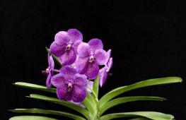 Орхидеи из вьетнама Как посадить луковицу орхидею привезенную из вьетнама