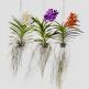 Орхидея Ванда — выращивание и уход в домашних условиях