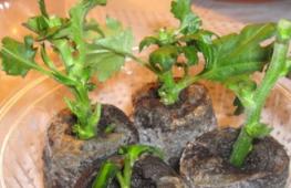 Едногодишни хризантеми: описание на сортове, засаждане и грижи, отглеждане от семена