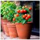 Pomidory balkonowe: uprawa i opis odmian Odmiany pomidorów o małych owocach na otwartym terenie