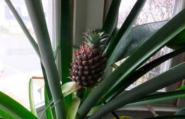 How to plant a pineapple from the top at home How to properly cut off the top of a pineapple to plant