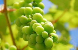 Сорти винограду для башкирії