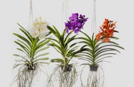 Vanda Orkide - evde yetiştirme ve bakım