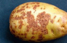 Cara mengatasi kentang kaki hitam Busuk kering pada kentang
