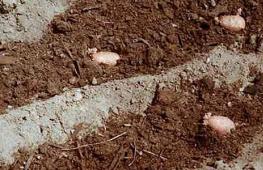 Hnojivá na zemiaky: technológia aplikácie do jamy