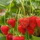 Paano mag-imbak ng mga strawberry sa bahay: isang pangkalahatang-ideya ng mga pamamaraan at rekomendasyon Paano pinakamahusay na mag-imbak ng mga strawberry sa bahay