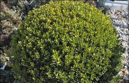 Boxwood What is made from boxwood trees