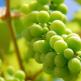Odmiany winogron dla Baszkirii
