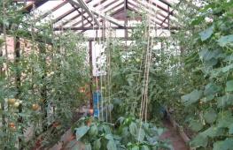 قوانین کاشت فلفل و گوجه فرنگی در یک گلخانه