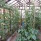 Aturan menanam paprika dan tomat dalam satu rumah kaca