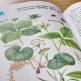 Rodzaje roślin domowych ze zdjęciami i nazwami