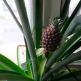 Ako zasadiť ananás z vrchu doma Ako správne odrezať vrch ananásu na výsadbu