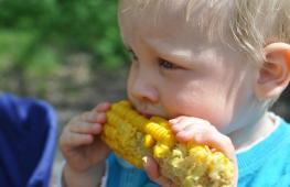 Cara menanam jagung di dalam negeri dari biji atau melalui bibit: kapan menanam, cara merawat, dan fitur lainnya