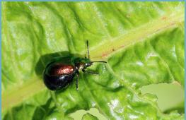 نحوه درمان کاشت در برابر حشرات سبز