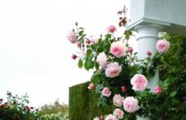 Výsadba a starostlivosť o popínavé ruže