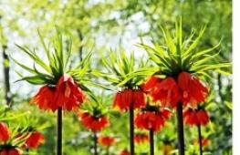 Fritillaria - výsadba a péče Druh Fritillaria
