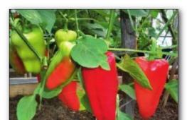 Semena papriky nevyklíčila a co dělat Proč semena papriky neklíčí