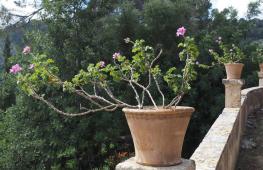 Royal geranium: pruning para sa luntiang pamumulaklak, pangangalaga at pagpaparami sa bahay Posible bang putulin ang geranium sa taglagas?