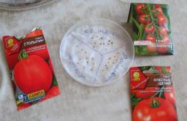 Розсада помідорів в домашніх умовах: як посіяти і виростити здорову розсаду томатів