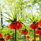 Fritillaria - plantarea și îngrijirea speciilor de Fritillaria