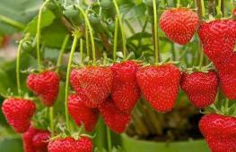 Paano mag-imbak ng mga strawberry sa bahay: isang pangkalahatang-ideya ng mga pamamaraan at rekomendasyon Paano pinakamahusay na mag-imbak ng mga strawberry sa bahay