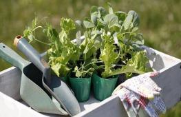 How to grow cabbage seedlings at home, timing of sowing cabbage for seedlings, planting in the ground, When to sow cabbage for seedlings