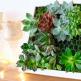 Living pictures, moss and succulents in interior design