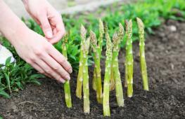 How to grow asparagus in the countryside Asparagus from seeds for seedlings