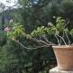 Kraliyet sardunyası: evde yemyeşil çiçeklenme, bakım ve üreme için budama Sardunyayı sonbaharda budamak mümkün mü?