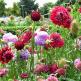 Scabiosa - nenáročná květina na venkovský záhon