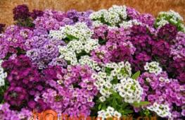 How to care for perennial rock alyssum?
