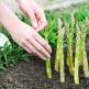 Paano palaguin ang asparagus sa kanayunan Asparagus mula sa mga buto para sa mga punla