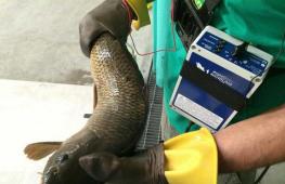 Balıklar elektrik ve manyetik alanlardan etkilenir mi - Isırık neye bağlıdır?