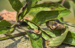 How to get rid of rust on peonies