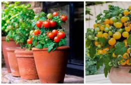 Balkonová rajčata: pěstování a popis odrůd Maloplodé odrůdy rajčat do otevřeného terénu