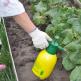 Як збільшити врожай огірків у відкритому ґрунті народними засобами?