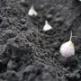 Garlic: when to dig up and plant new
